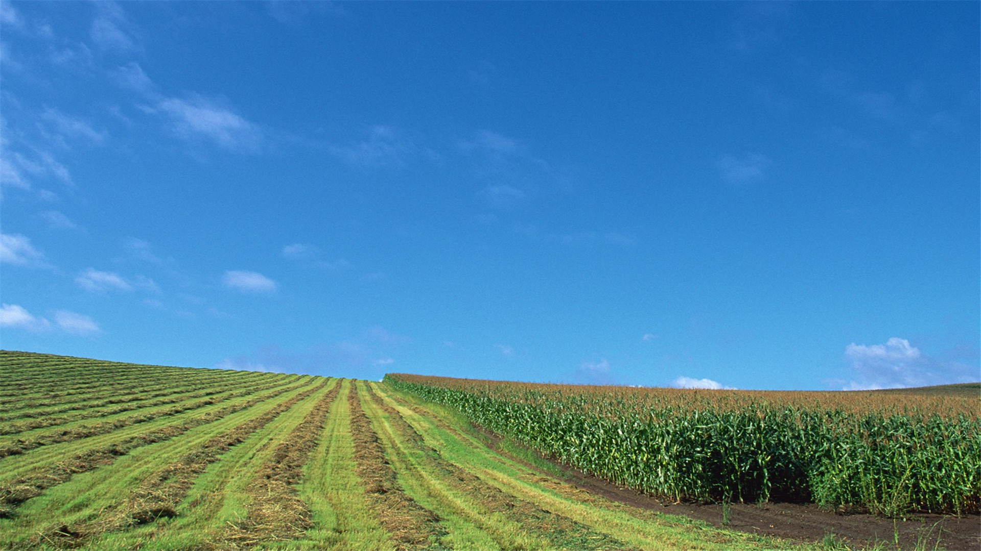 好看的桌面壁纸电脑桌面壁纸软件