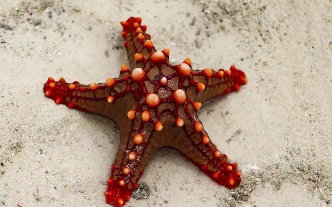 《自杀小队2》中的超级海星,它存在的可能性有多少