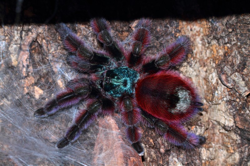 马提尼克油彩粉红趾马提尼克