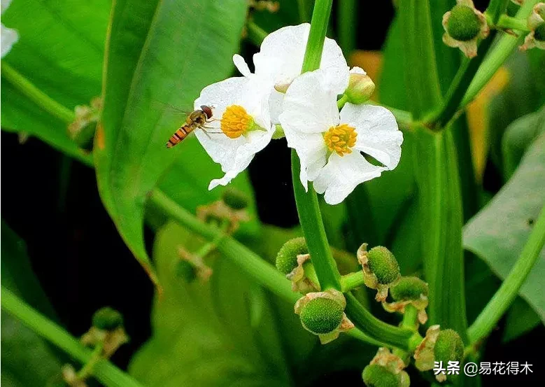 国家Ⅱ级濒危植物|北方特有的慈姑属物种——浮叶慈姑