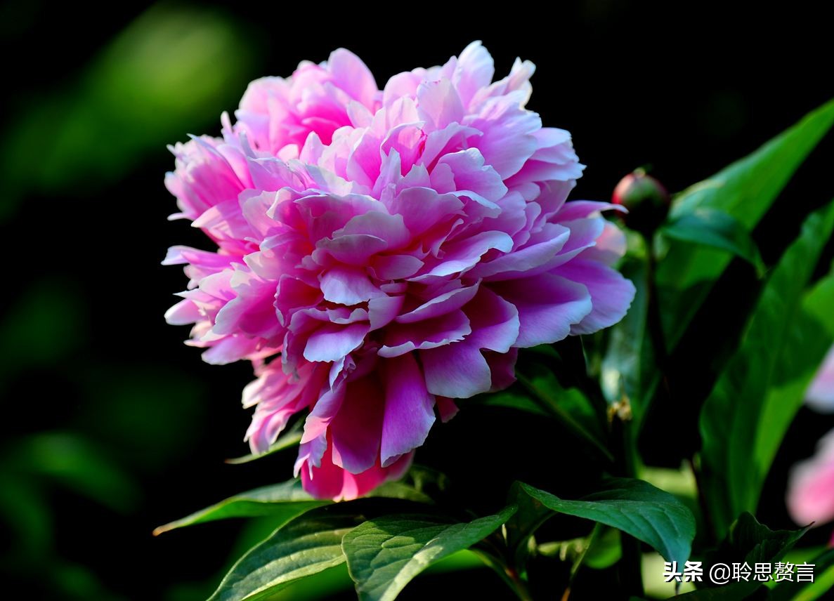 芍药诗词精选三十六首 过眼一春春又夏，开残芍药更无花