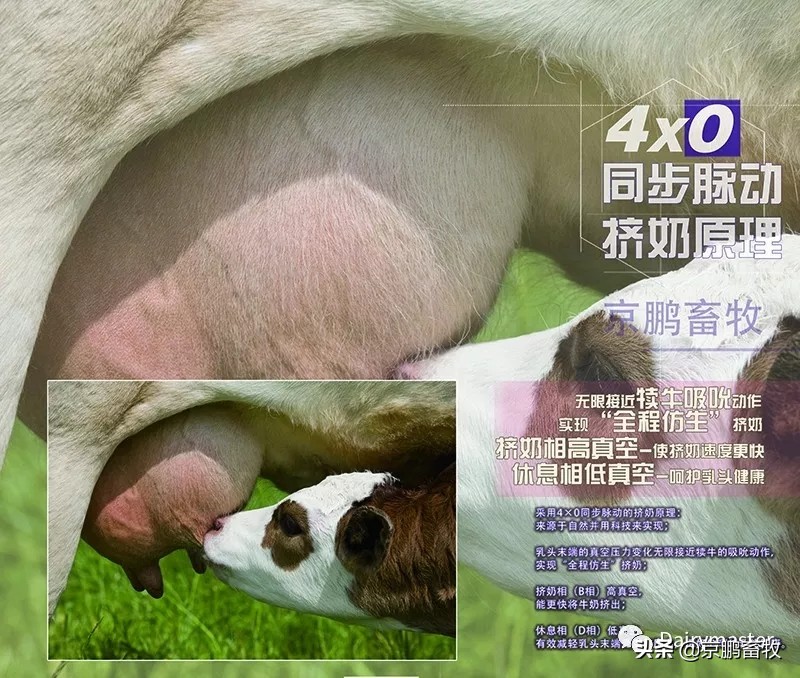 讓擠奶更徹底、乳頭更健康—— Dairymaster轉(zhuǎn)盤式擠奶機特點揭秘