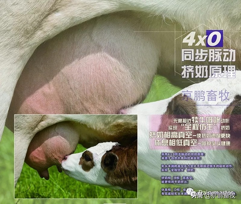 让挤奶更彻底、乳头更健康—— Dairymaster转盘式挤奶机特点揭秘