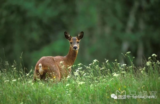 小白也能畅玩塞尔维亚，get住这份食住行购玩全攻略！