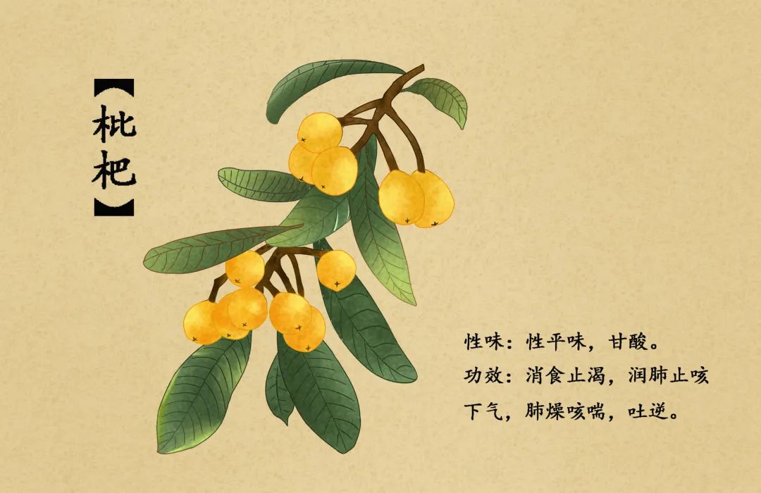 tags枇杷能不能吃皮