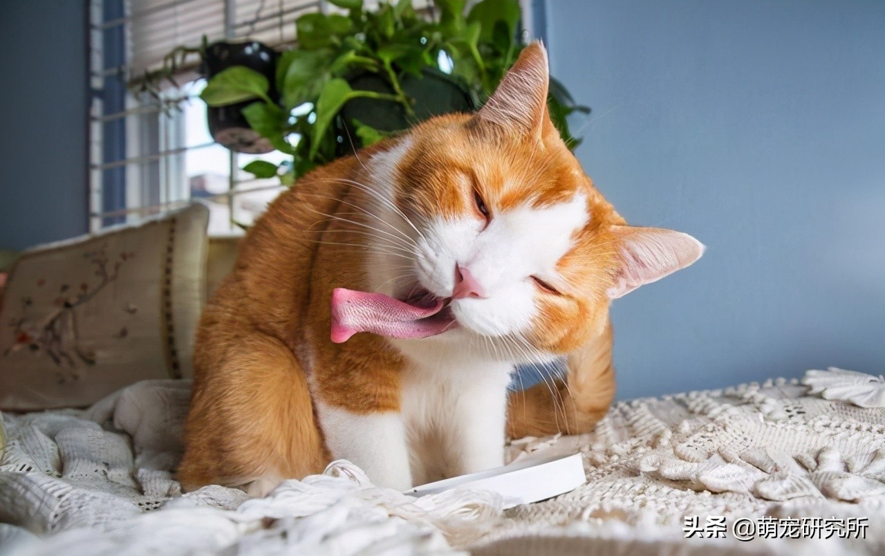 一定要让猫咪远离这几样东西，否则后果不堪设想