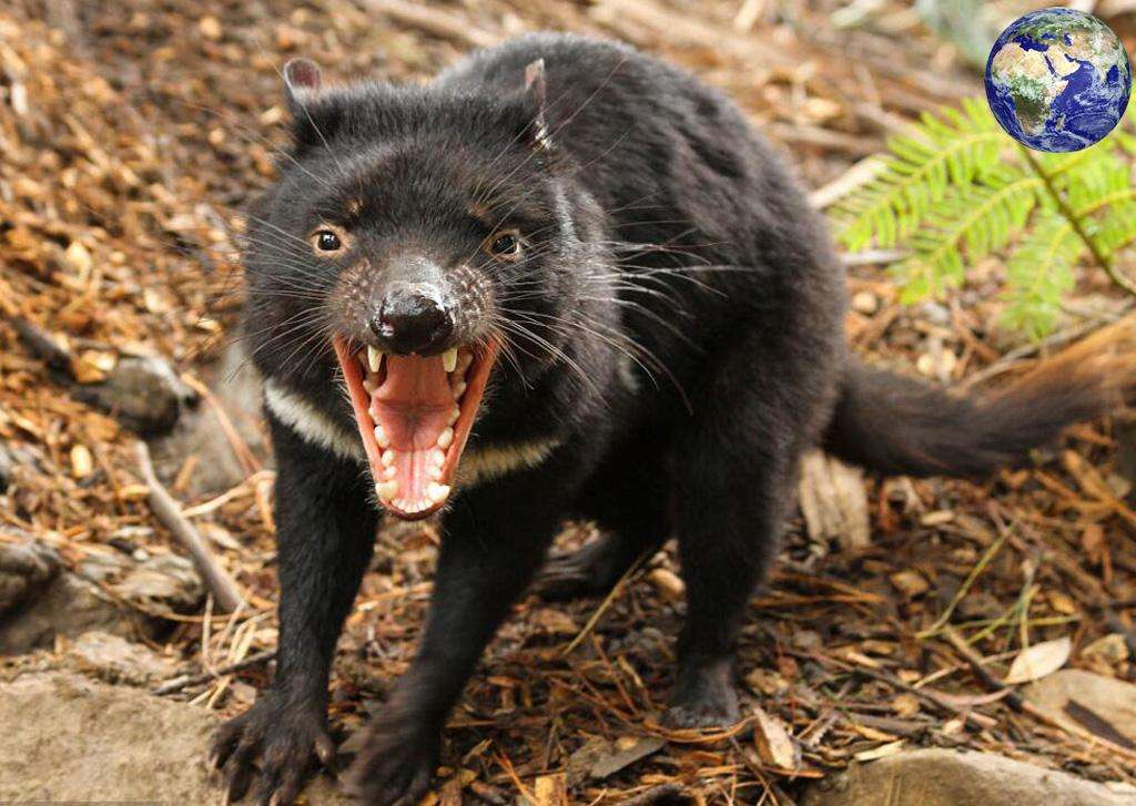 蜜獾打得过狼獾和袋獾吗为什么獾类家族个个不好惹奇趣自然