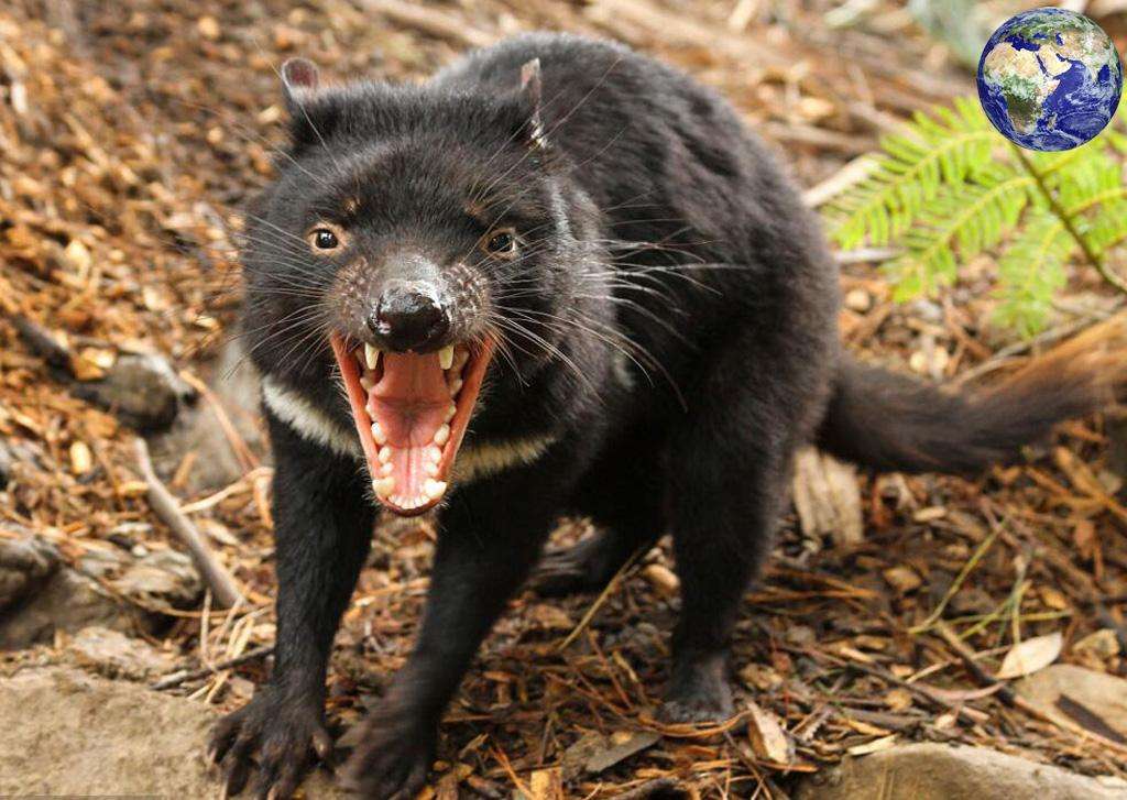 蜜獾打得過狼獾和袋獾嗎為什麼獾類家族個個不好惹奇趣自然