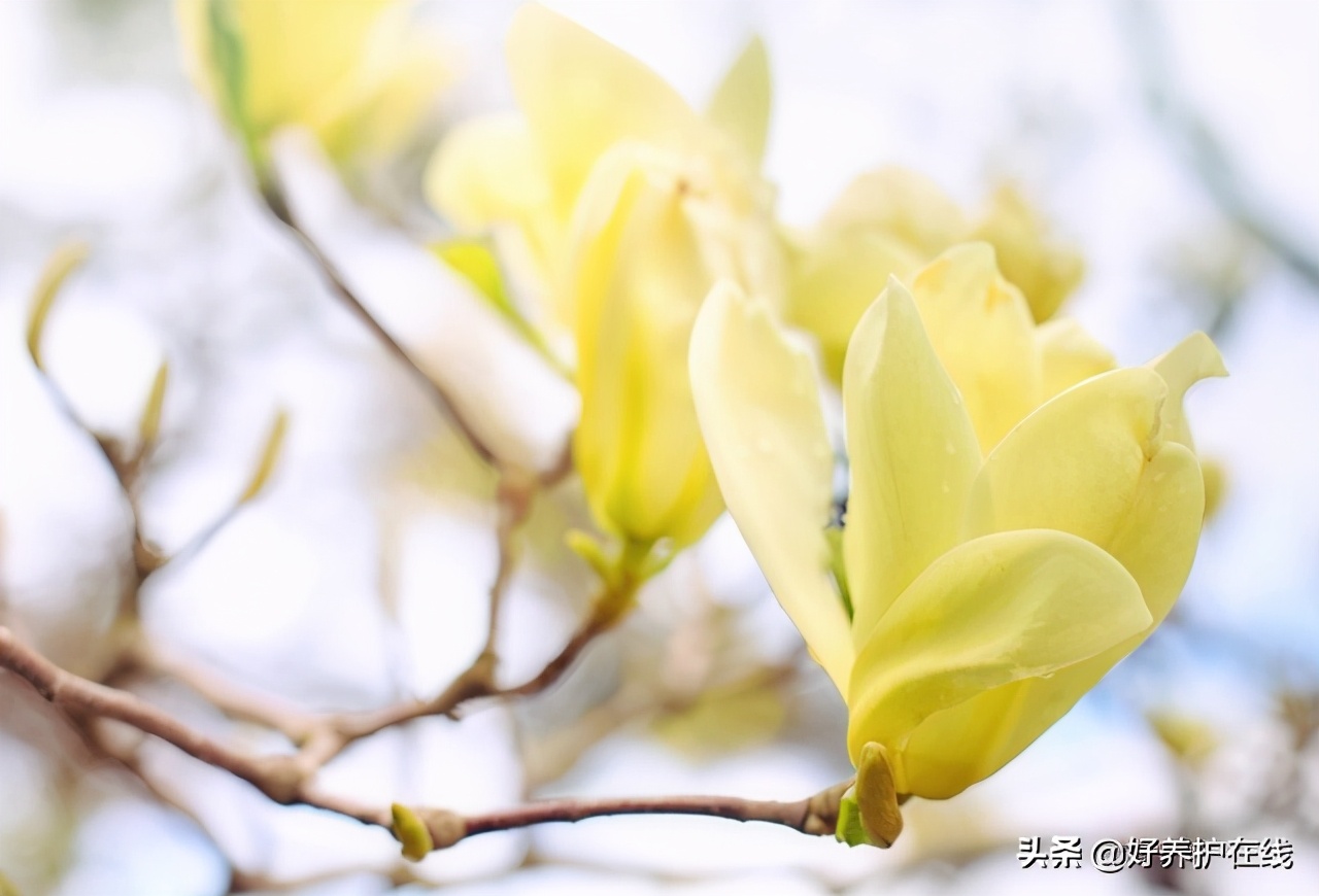 玉兰花有几种颜色（盘点玉兰花的五大品种）