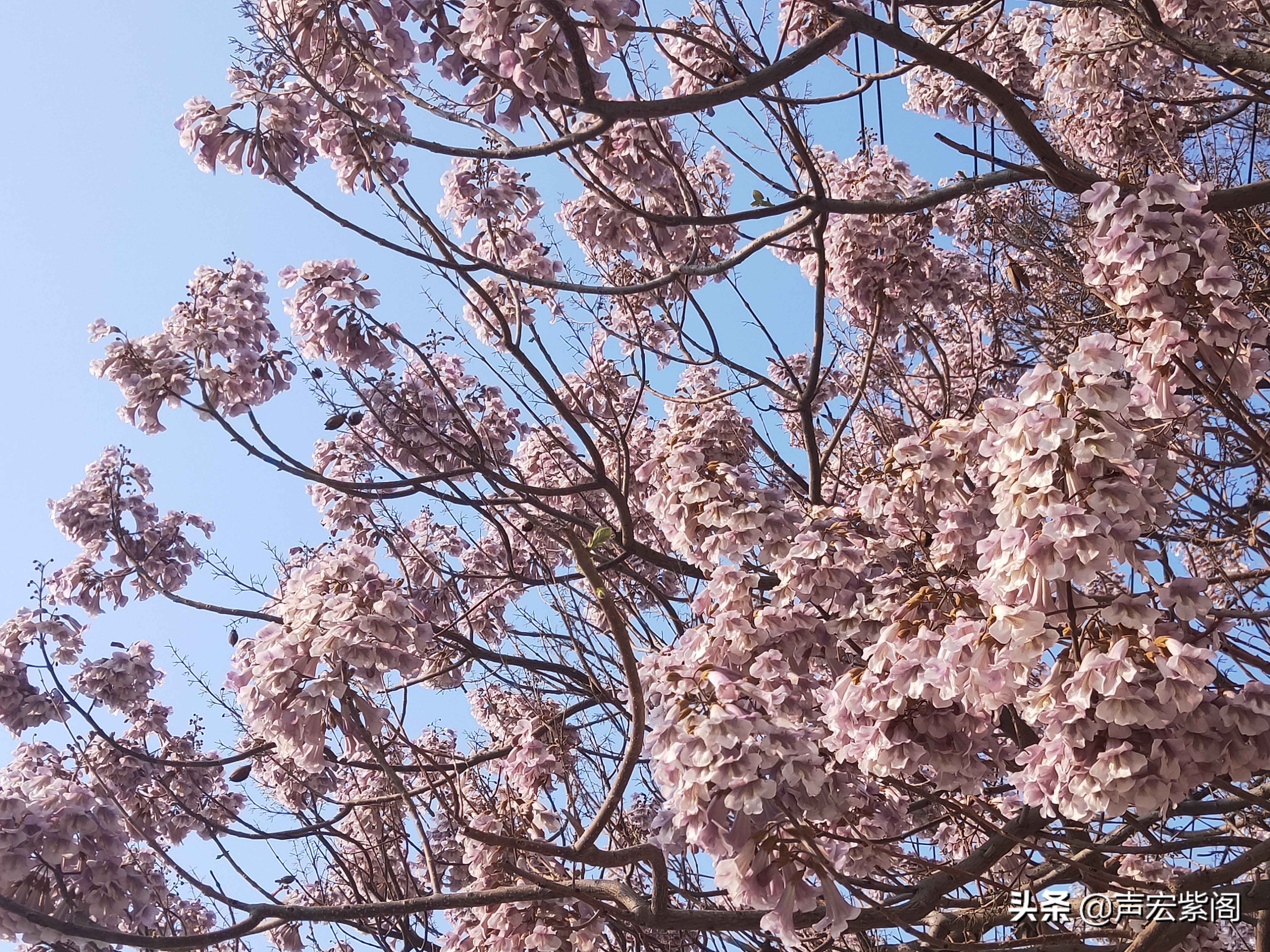 美了千年,却被淡忘,从诗经里走出来的梧桐有多美?