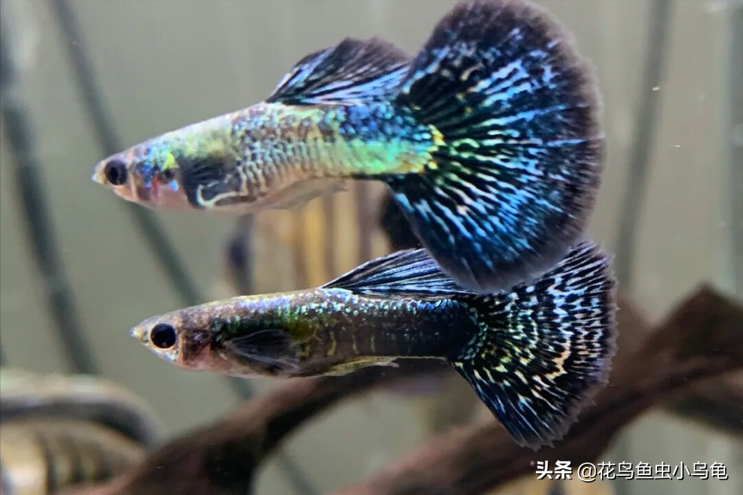 凤尾鱼多久繁殖一次(孔雀鱼产卵后处理的方法)