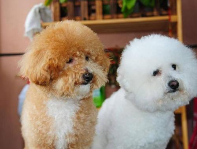 比熊犬与泰迪犬十大区别对比：毛发、体型、性格全面解析