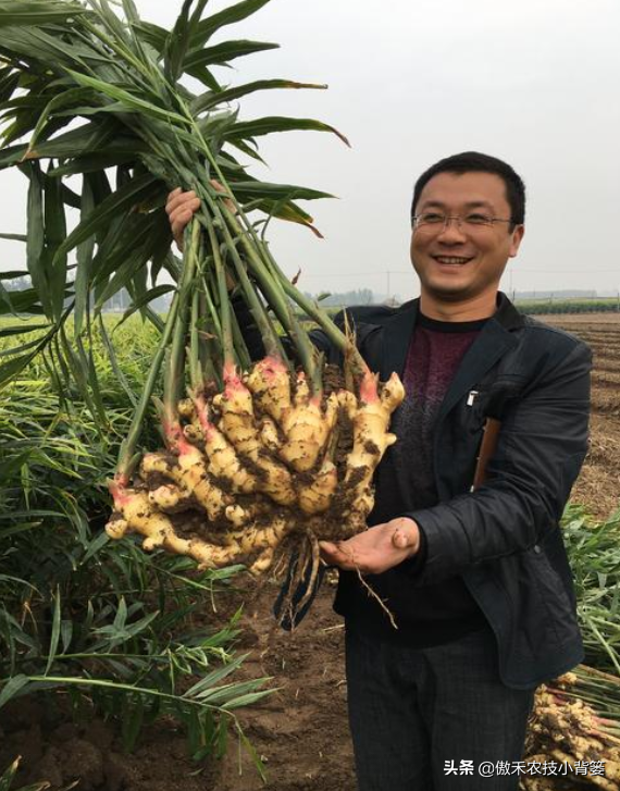 生姜的种植方(fang)法（猕猴桃套种生姜的(de)种植方法）-大连信息网