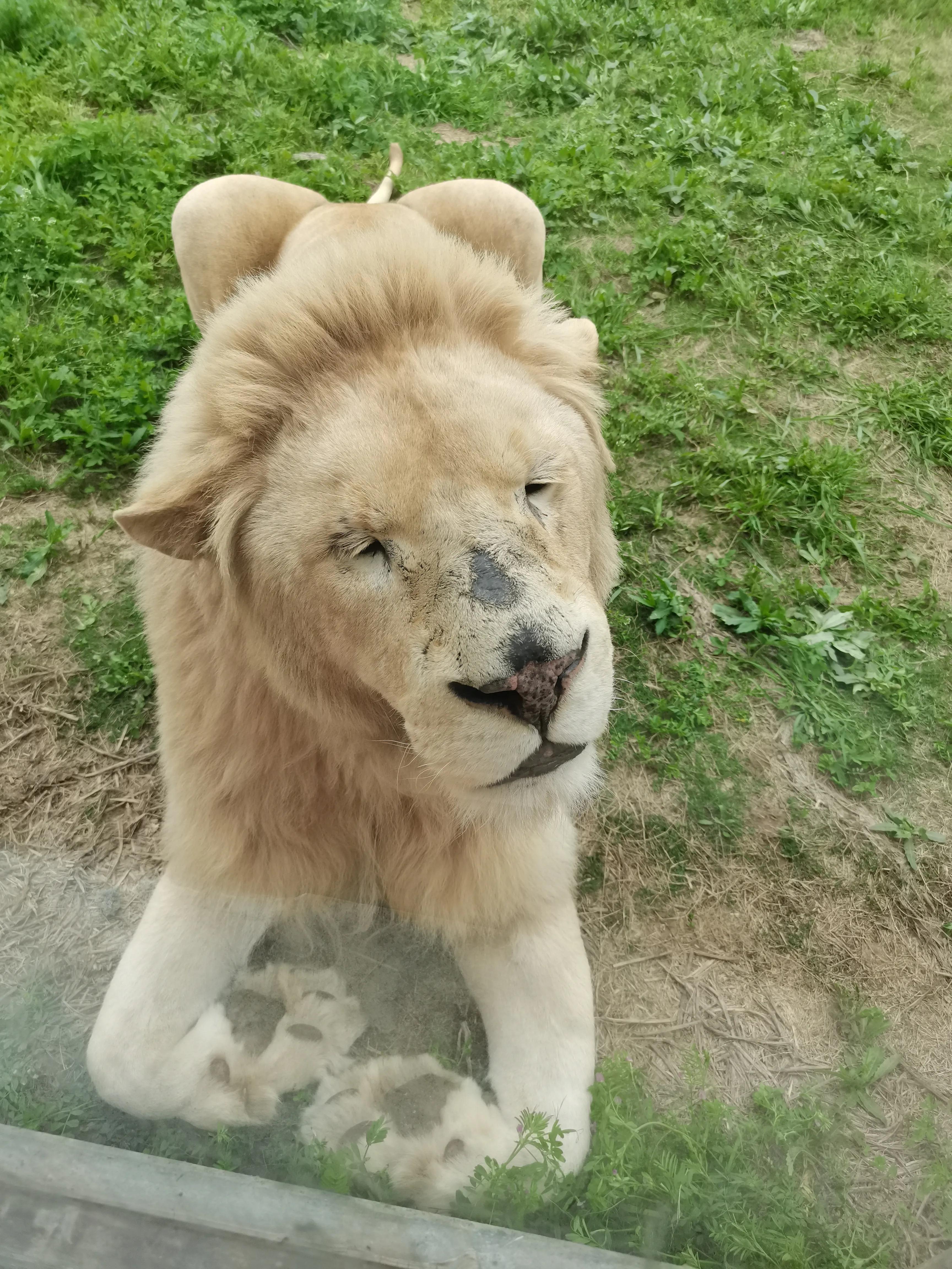 周邊遊記-宿州野生動物園一日遊