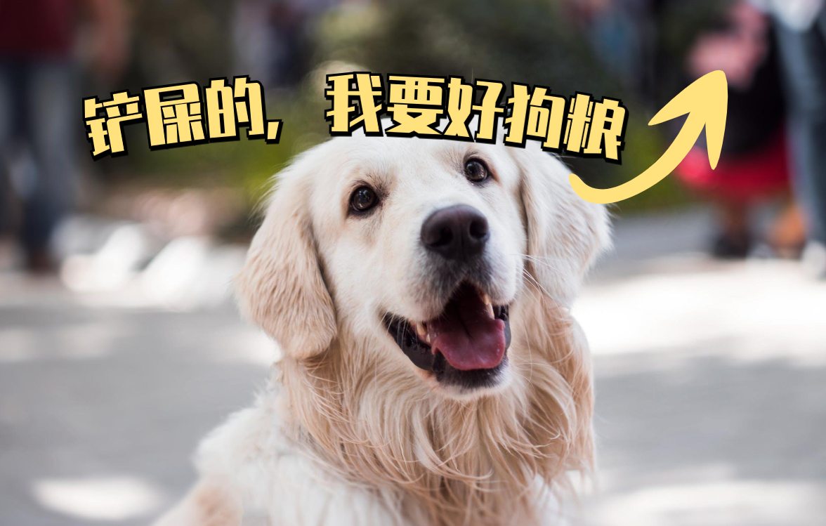 狗界最上镜的狗，它们的照片，有种治愈的能力