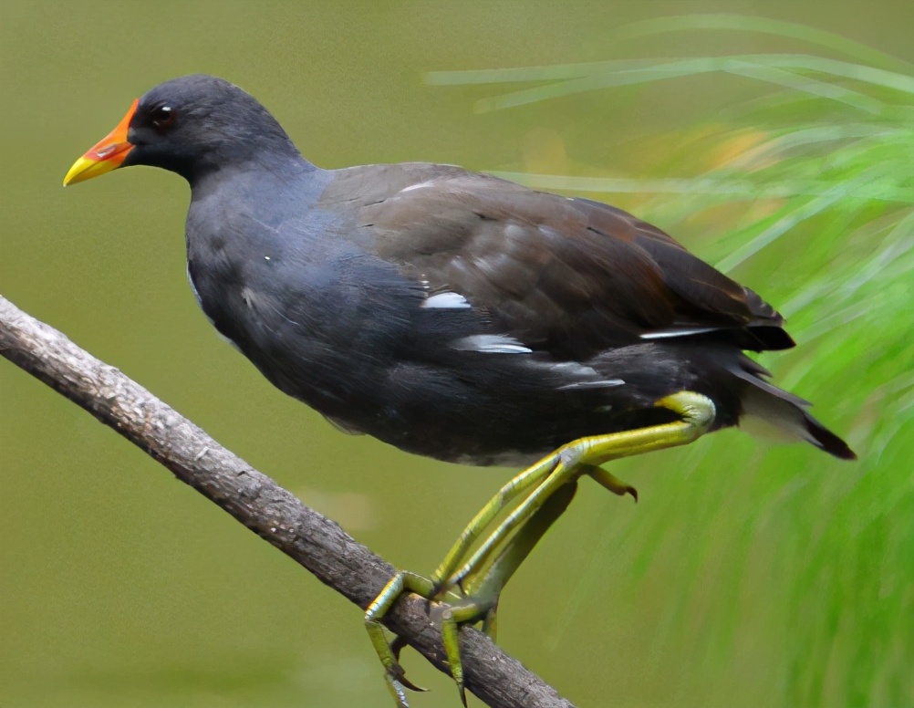 黑水鸡图片(你见过这种能在水中扎猛子的鸡吗) - 赤虎壹号