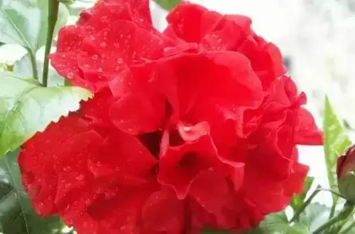 广州市市花是什么（全国56个城市的市花介绍）