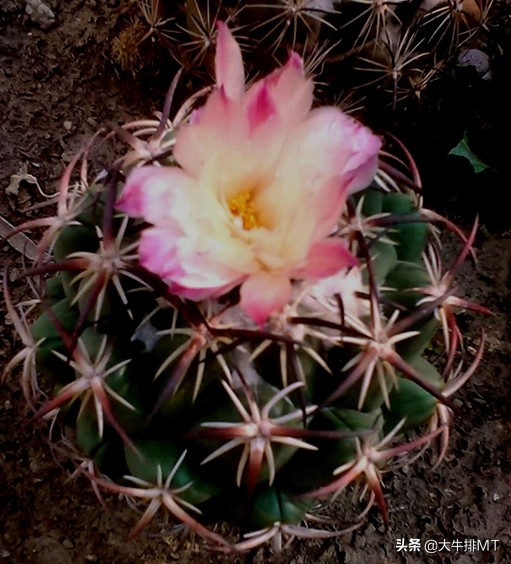 顶花球之王-----钢钉Coryphantha tripugionacantha