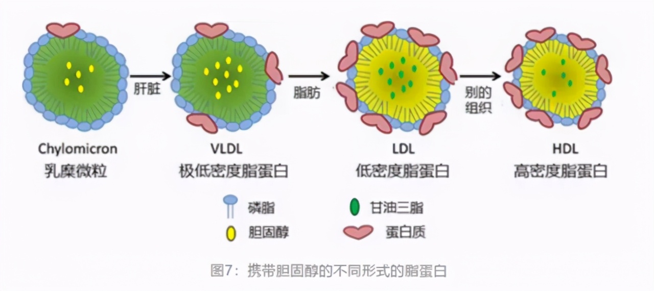 低密度脂蛋白,应控制到多少合适?是越低越好吗?