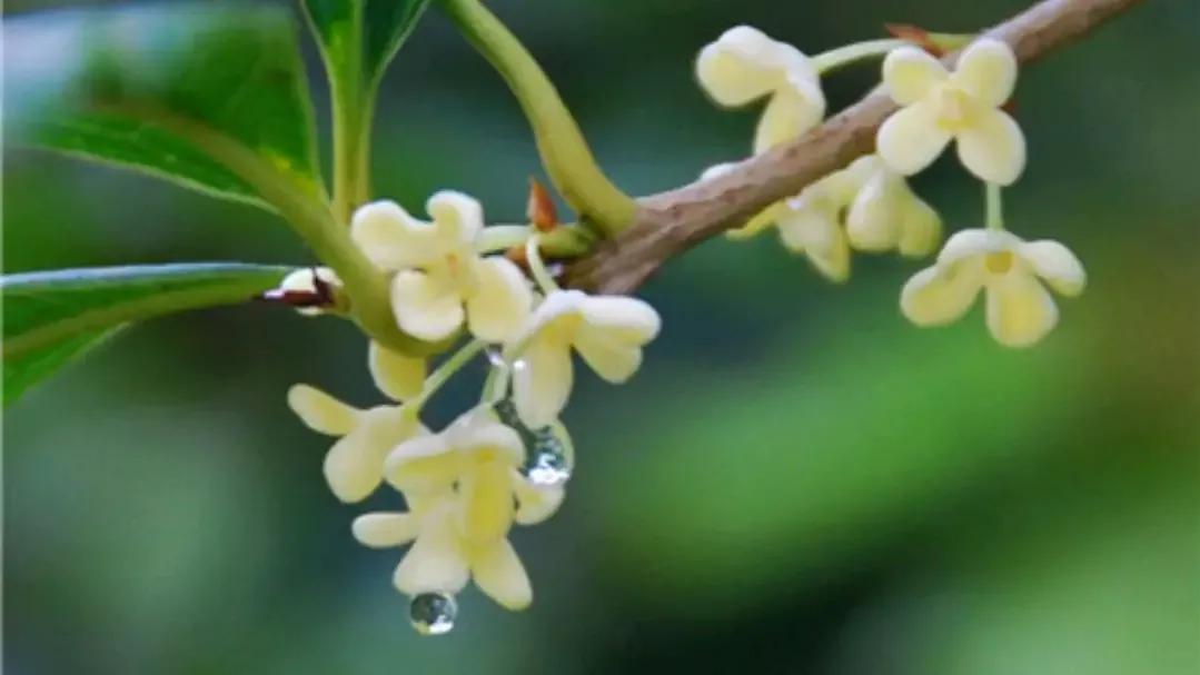 迟到的桂花(现代诗)