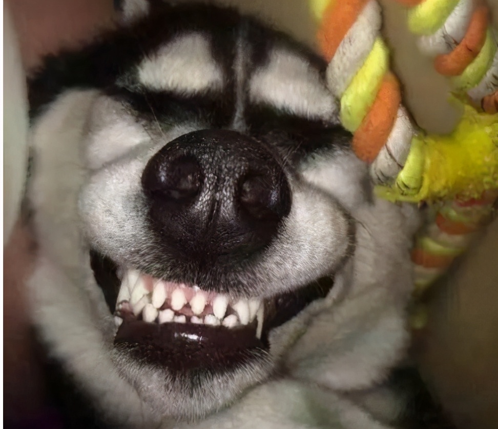 关于狗狗搞笑的说说(狗狗搞笑说说短句爆笑) _力贝号