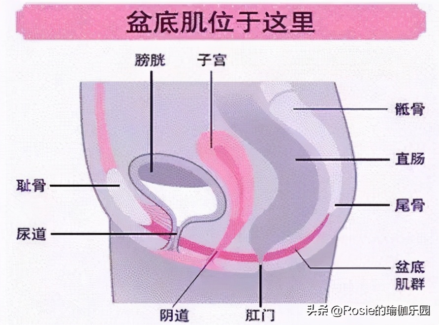 吉娜孕期腰围没变化？产后的你漏尿、腰痛，如何快速恢复好身材？