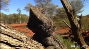 来自澳大利亚东部的小家伙？该如何养好这可爱而又奇特的鬃狮蜥？