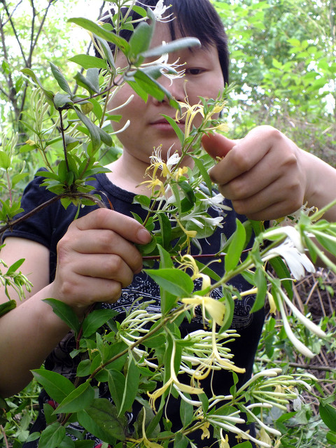金银花的产地（关于中药材金银花的产地介绍）