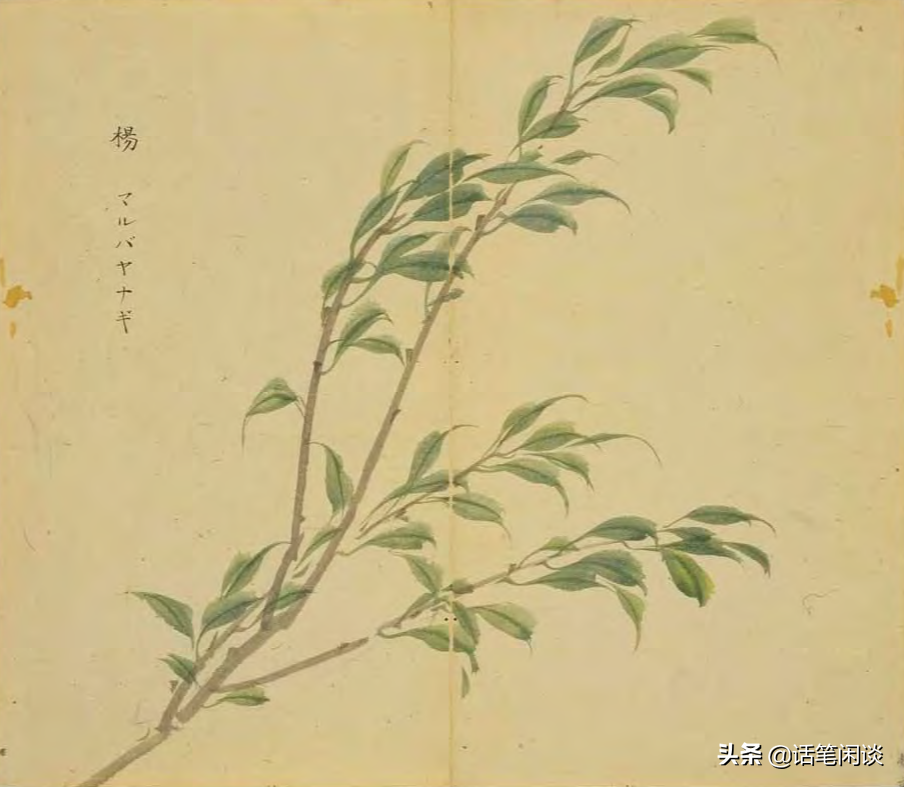 日本学者用心为《诗经》编了数百种图解，万物有灵，又美又细腻
