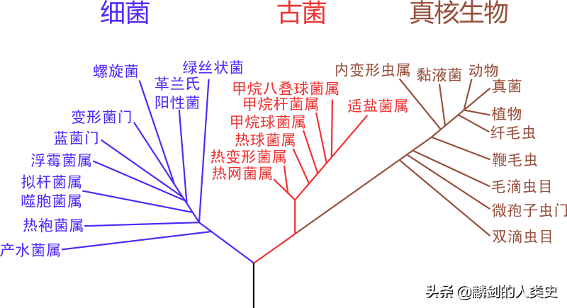 最小细菌排名（细菌界概述）