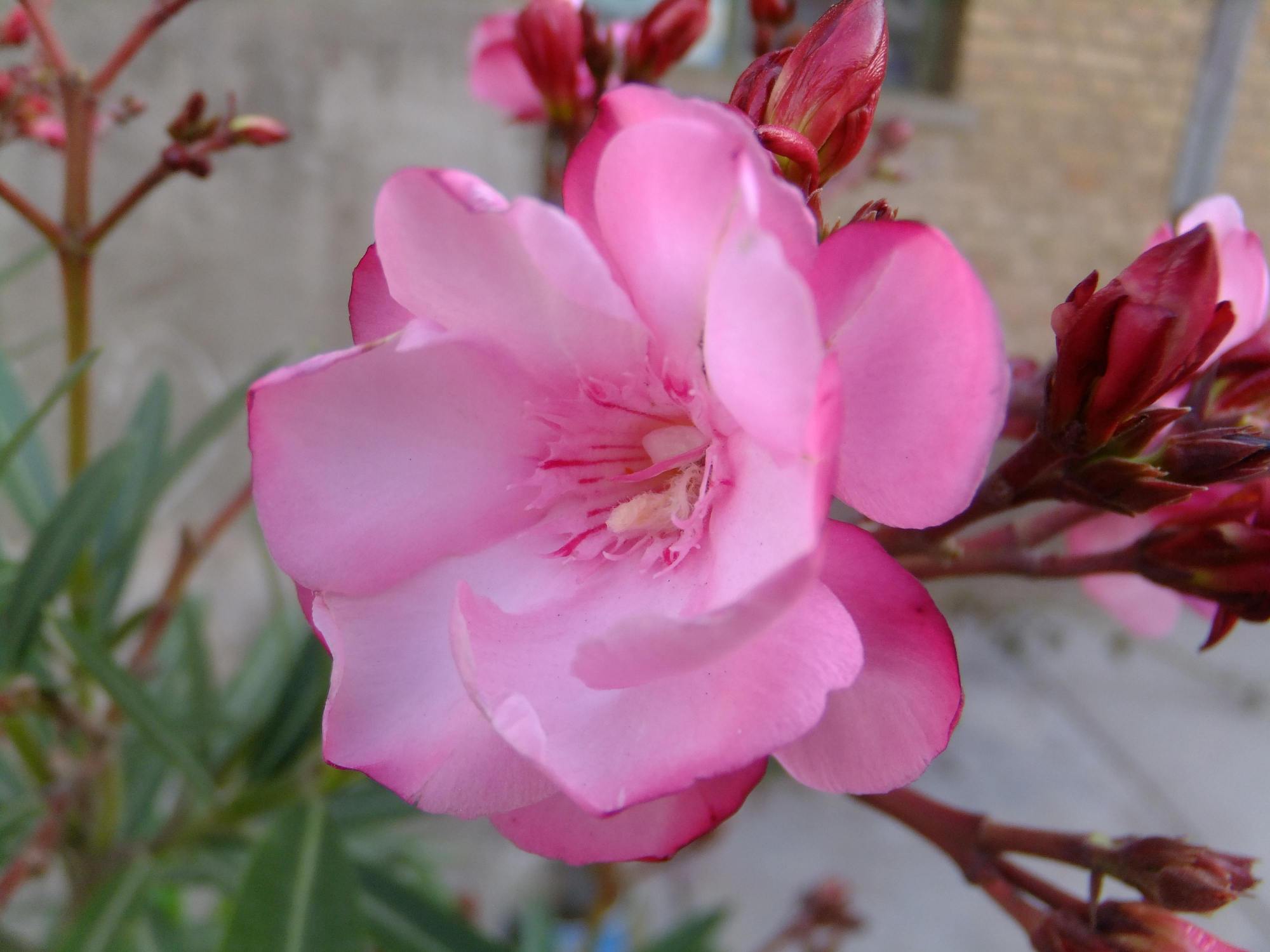 你养的花，可能是“毒花”，盘点8种常见毒花