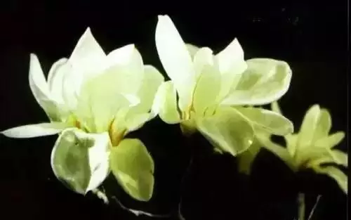 广州市市花是什么（全国56个城市的市花介绍）
