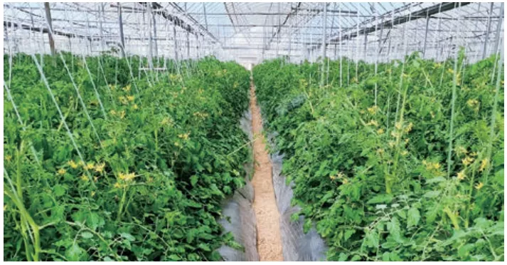 温室覆盖材料漫反射薄膜的特性及应用