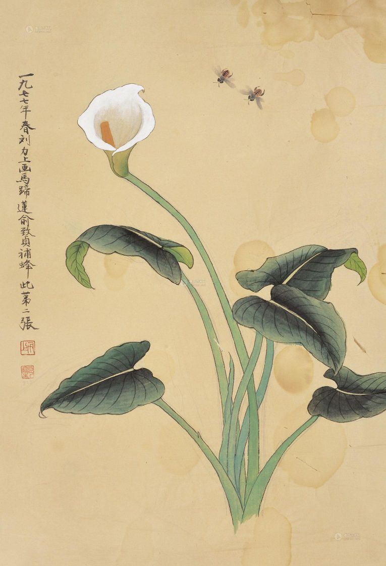 一枝独秀一一高雅的马蹄莲(散文)