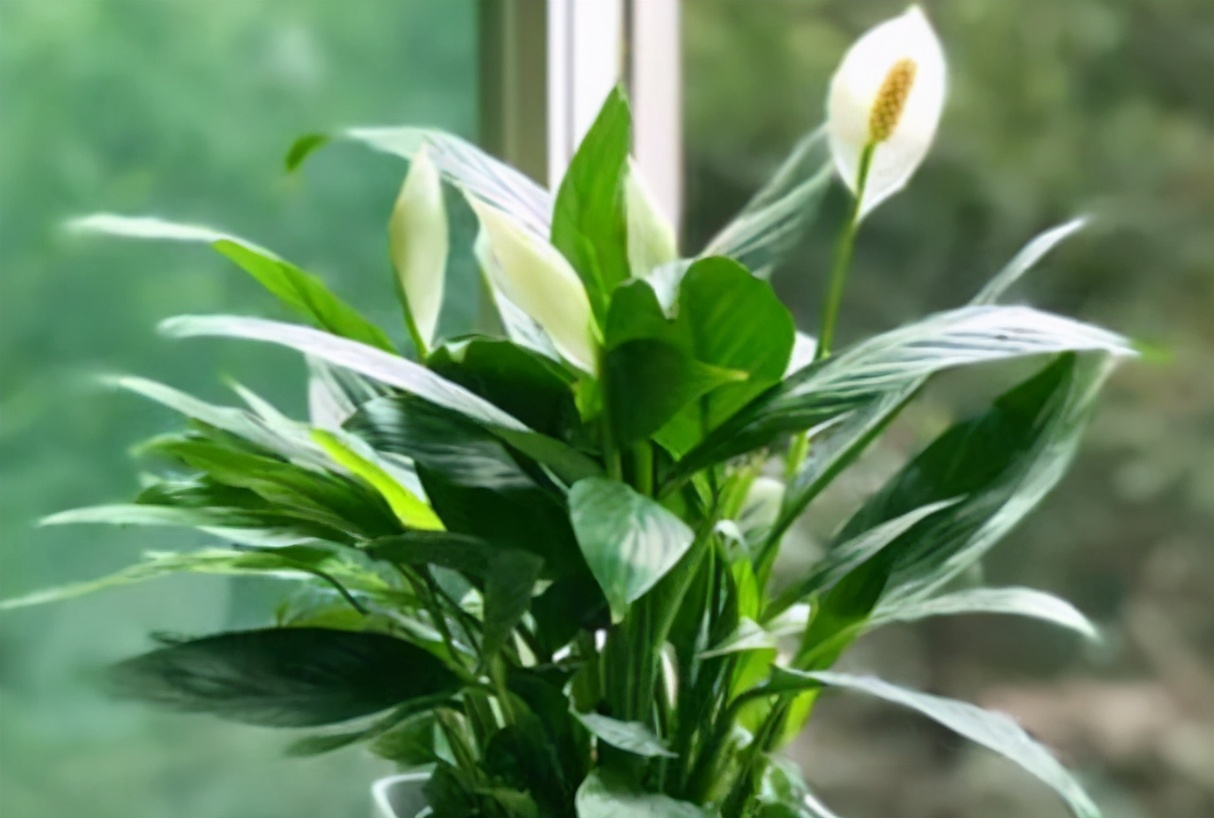 一帆风顺花怎么养花叶养护的技巧