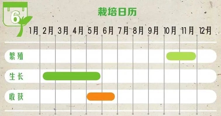 草莓喜欢湿润却极易患病，天生别扭的个性看台长如何搞定它