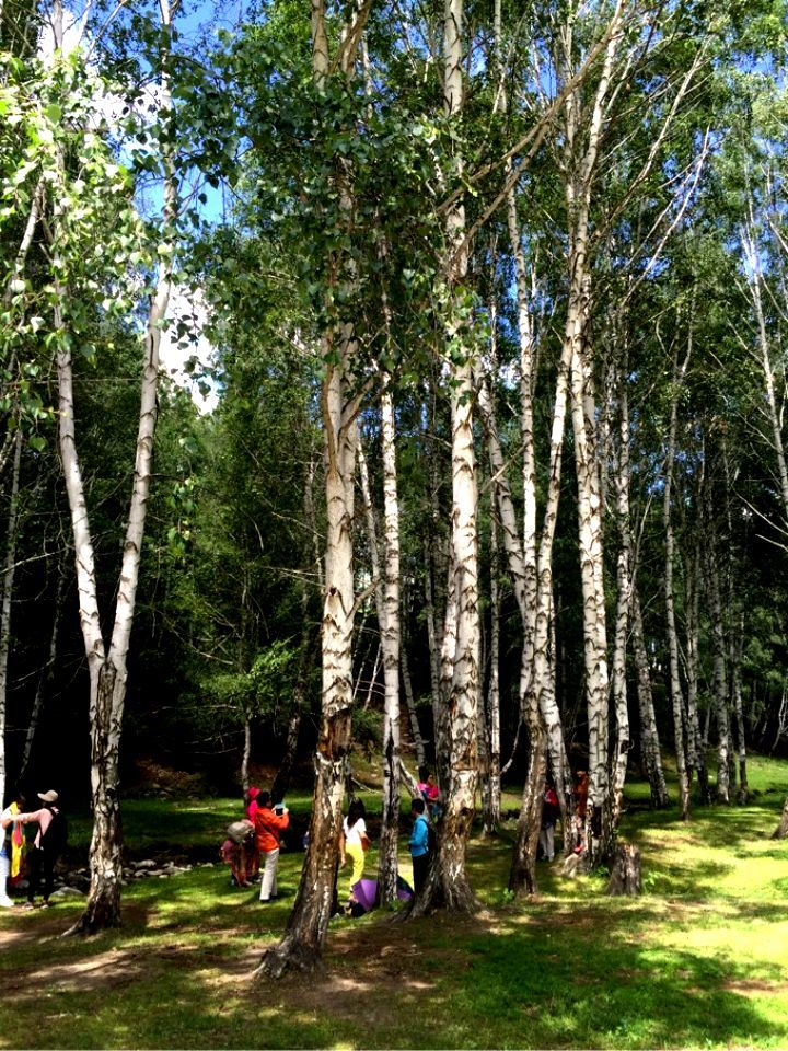 令人难以忘怀的梦幻禾木