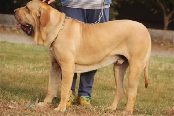 世界十大凶犬最新排名 第七被称为杀人犬，建议最好别养