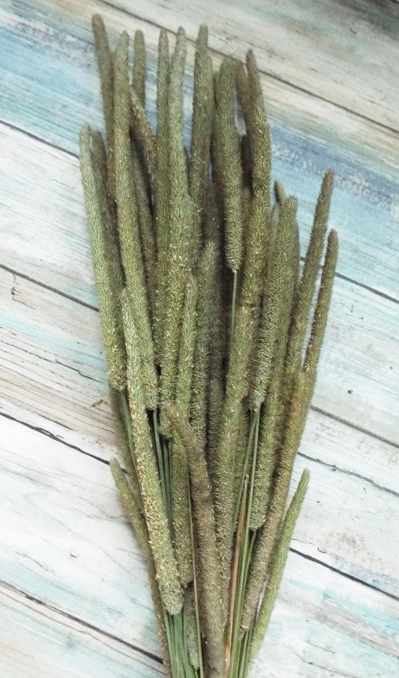 常见野草介绍-猫尾草(phleum pratense)