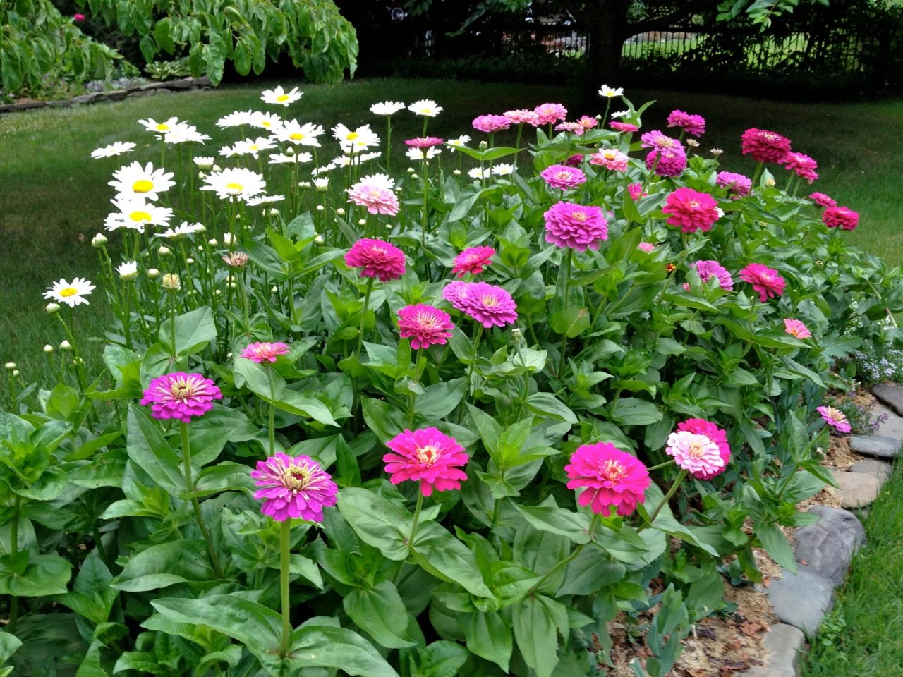 百日菊种子种植时间(养盆栽百日菊注意这几点)