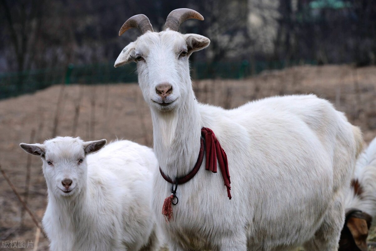 羊肉图片大全真实照片(我国羊的品种有167个) - 赤虎壹号