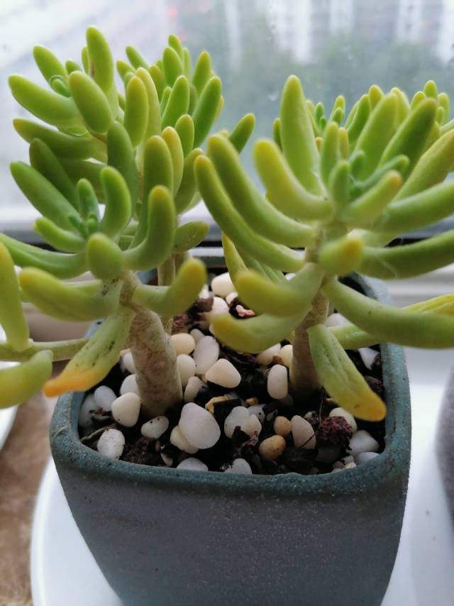 花草的图片大全（100种常见花图鉴一览表）