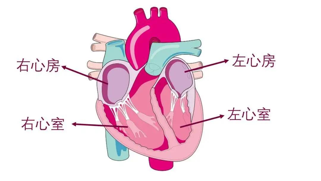 心脏在左边还是右边 心脏不好的9个表现