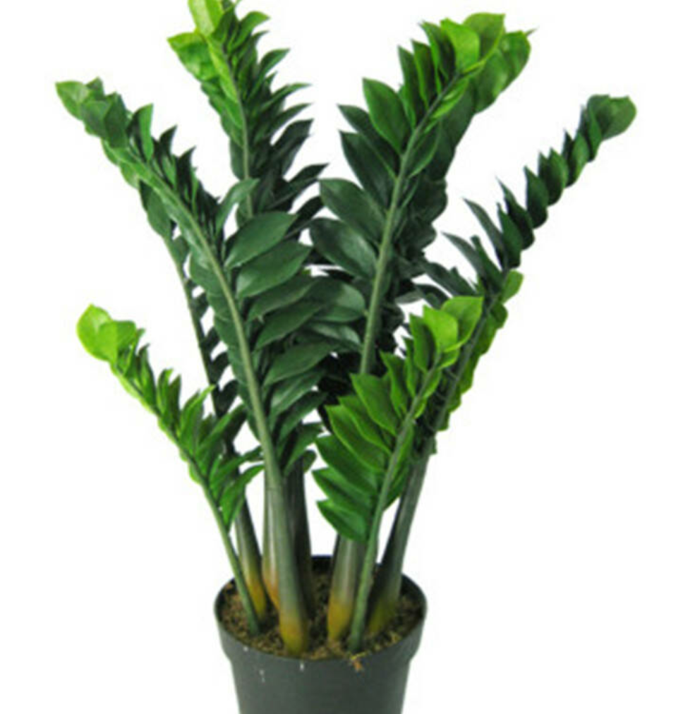 养金钱树不注意这两点,茎秆易萎缩出现竖条纹,叶片发黄没精神!