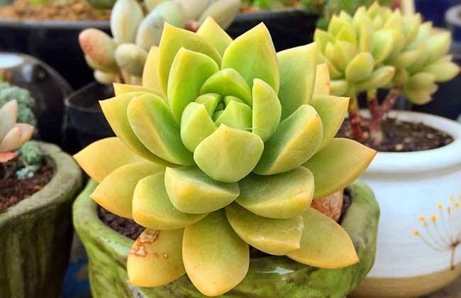 最受欢迎的50种多肉,超全养护大合集,新手再也不发愁!