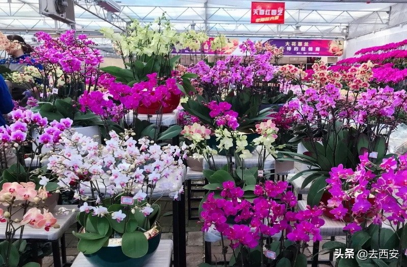 新春买花去哪里？十元能买一堆多肉植物，看看西安这6大花卉市场