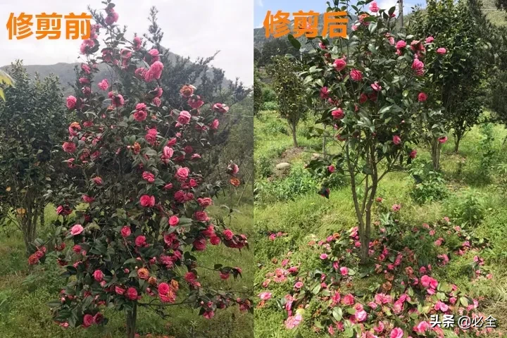 花(hua)怎么剪是什么（花怎么剪教程(cheng)）-第11张图片-昕阳(yang)网
