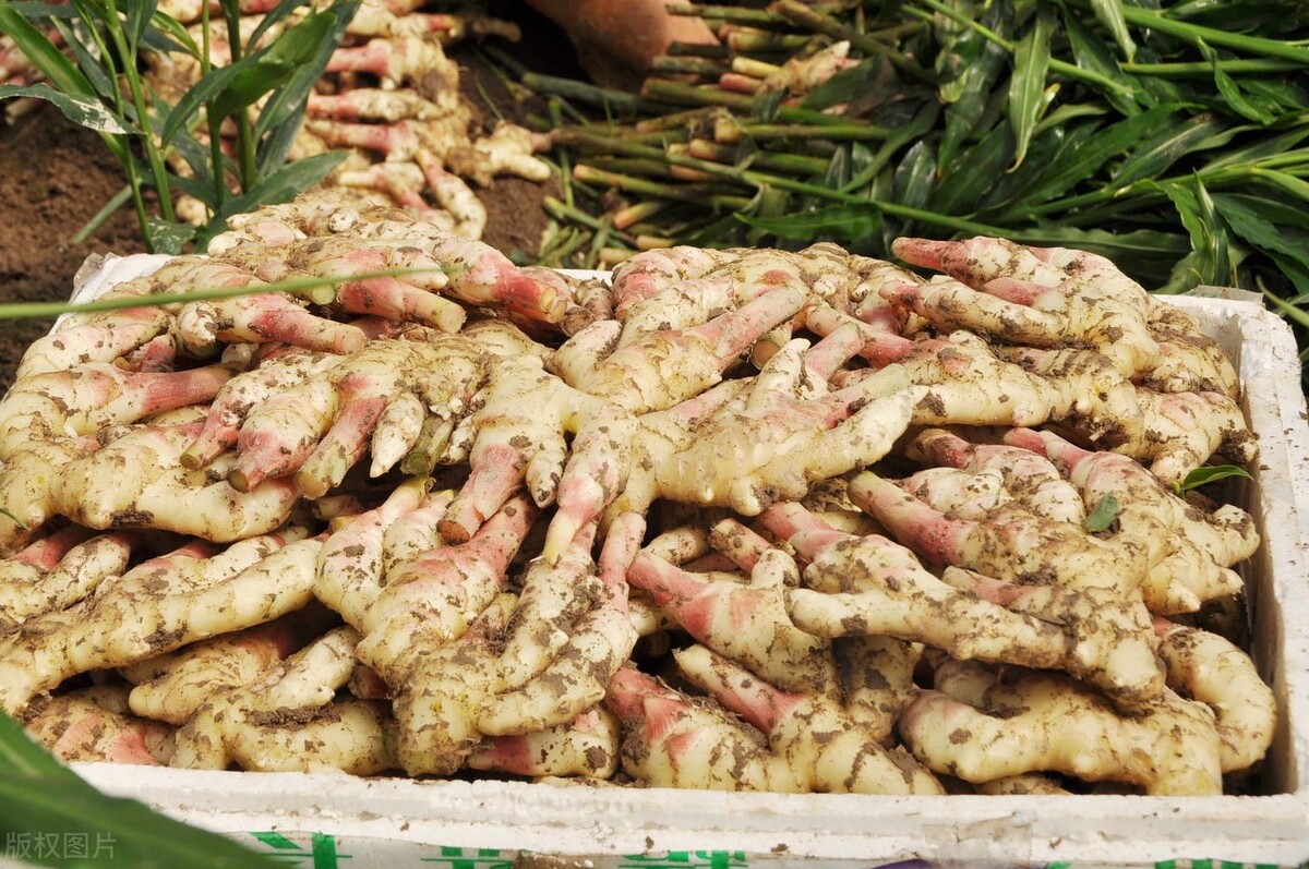 在山东省昌邑市的生姜种植基地,种植户给记者算了一笔账,当地一亩生姜