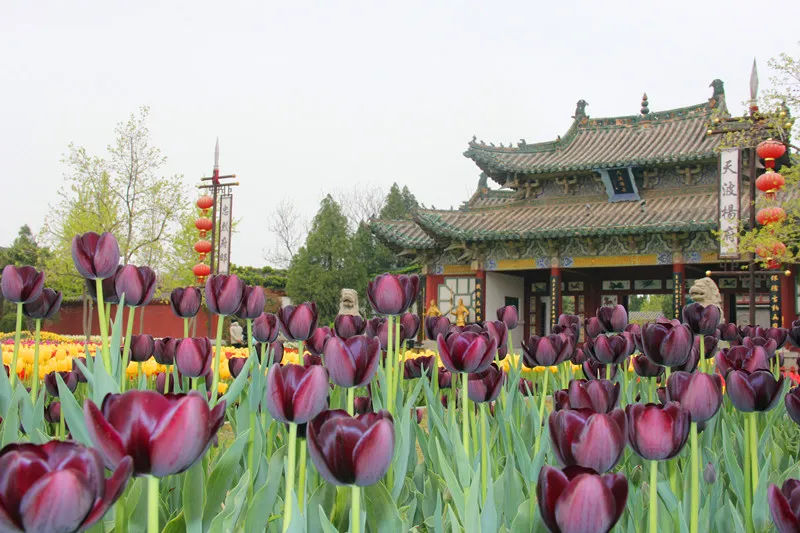 诗词中亭亭玉立的郁金香