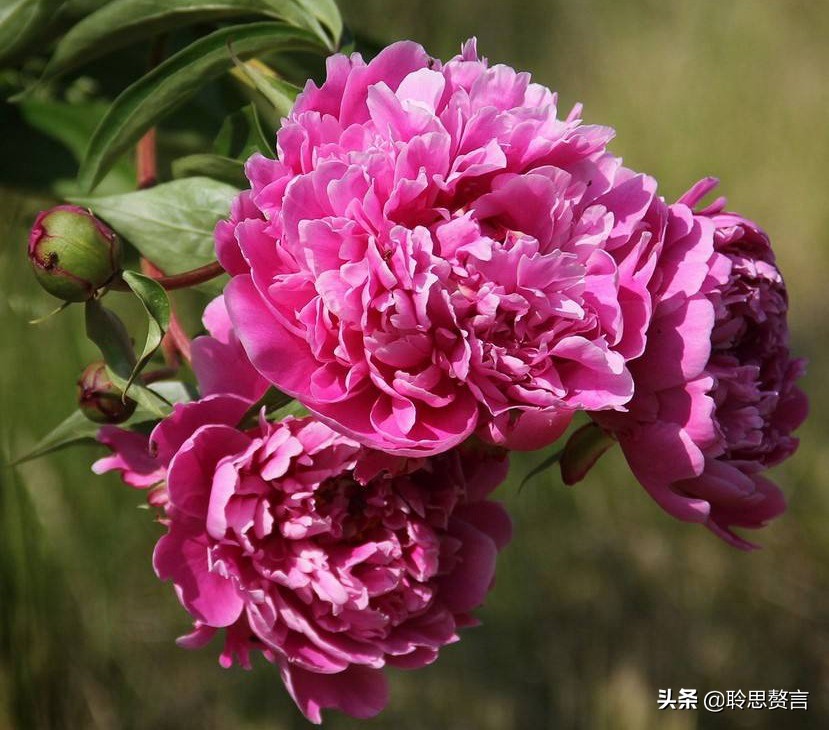 芍药诗词精选三十六首 过眼一春春又夏，开残芍药更无花